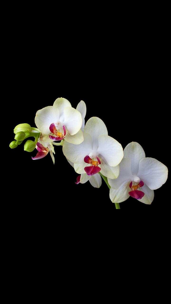Orchid