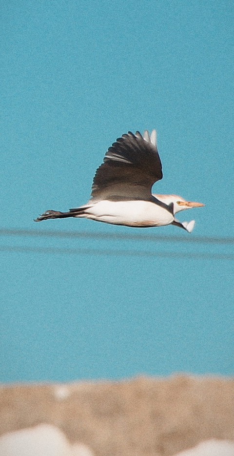 sfondi feather, seabird