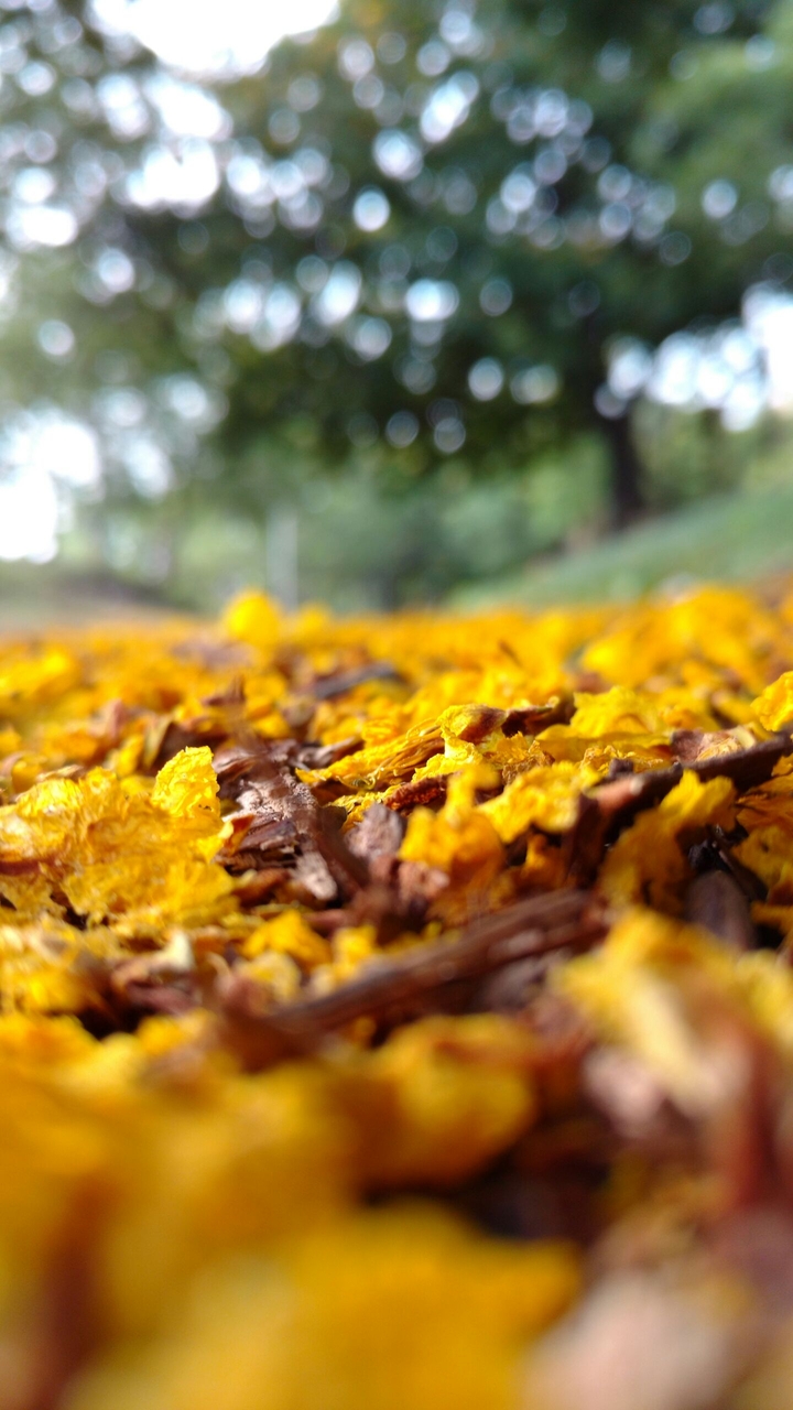 flowers..