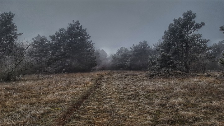 forrest ways