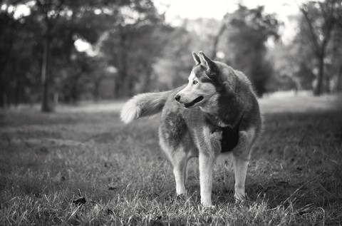 Siberian Husky