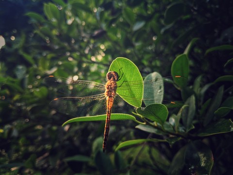 nature