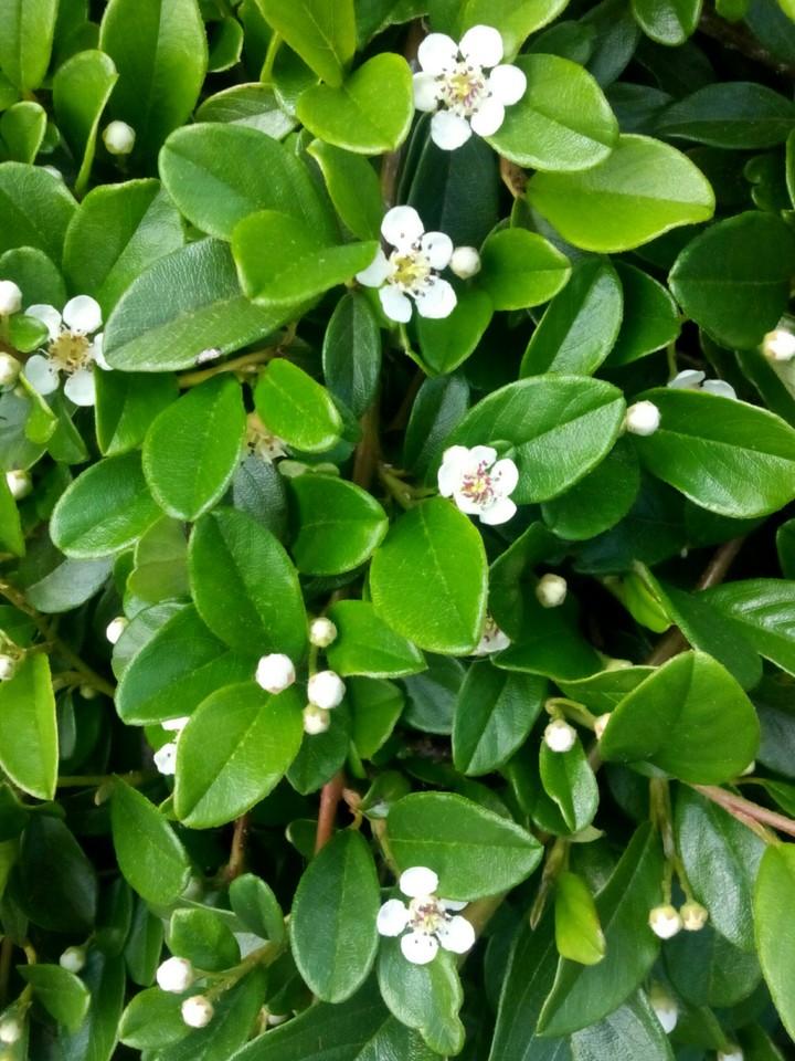 Natur