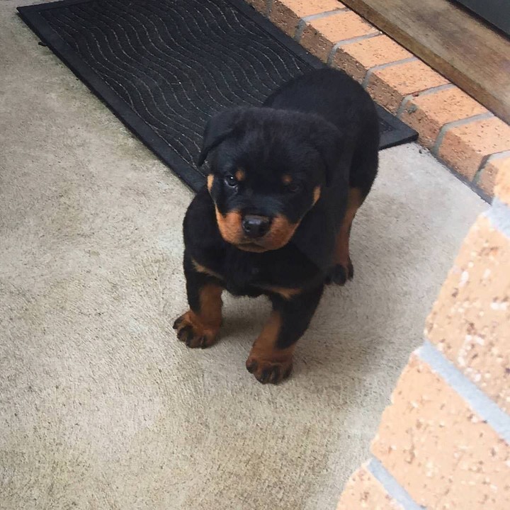dog
