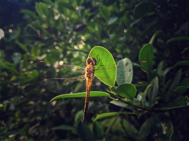 nature