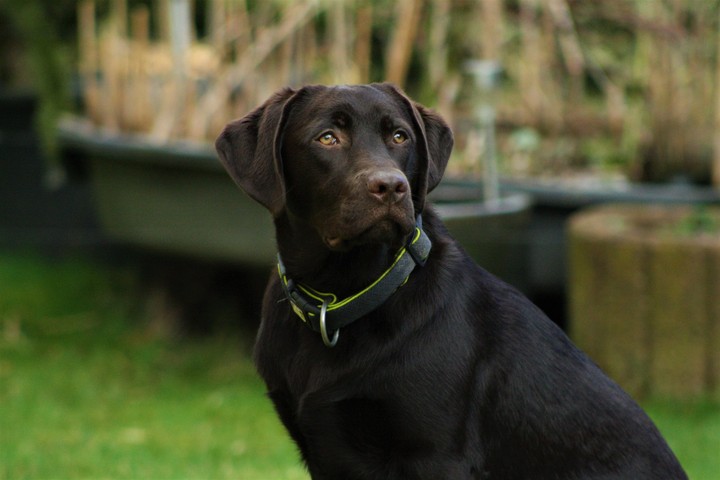 Labradormädchen Cora
