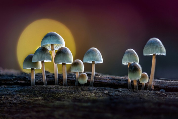 Agaricus