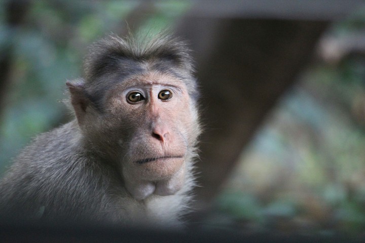 monkey