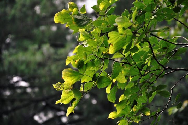 green leaves