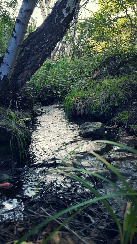 Forest in Belagash