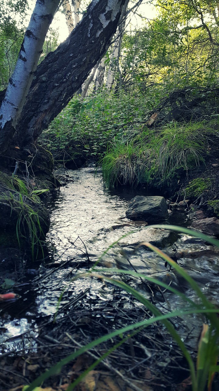 Forest in Belagash