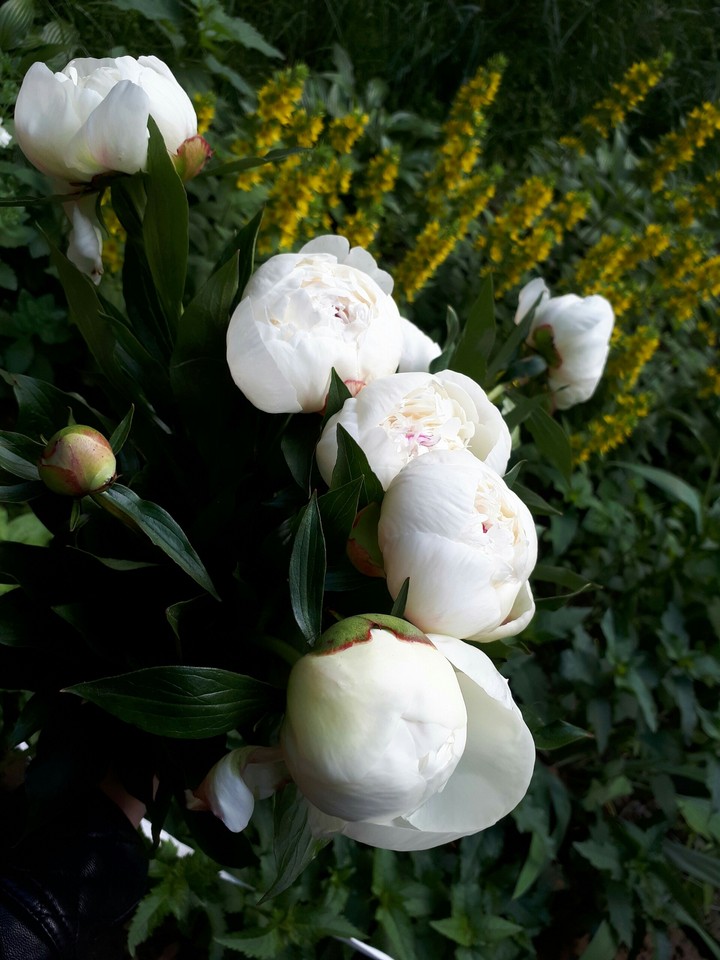 Flowers peonies