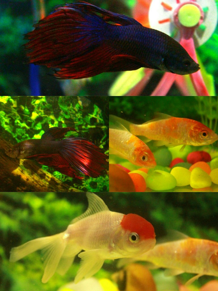 fishy fish