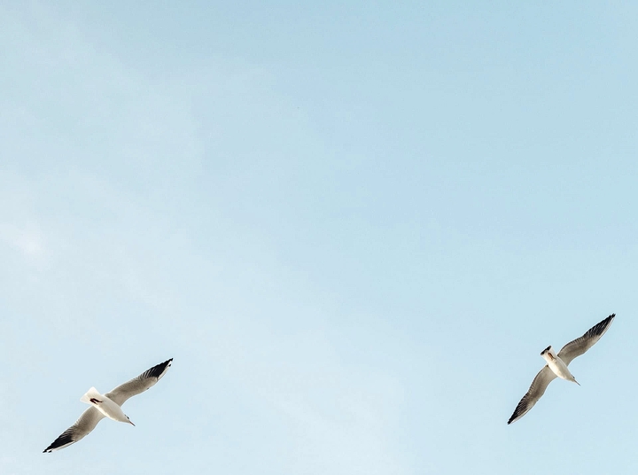 seagulls