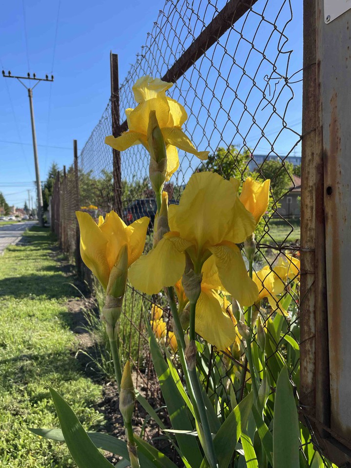 iris