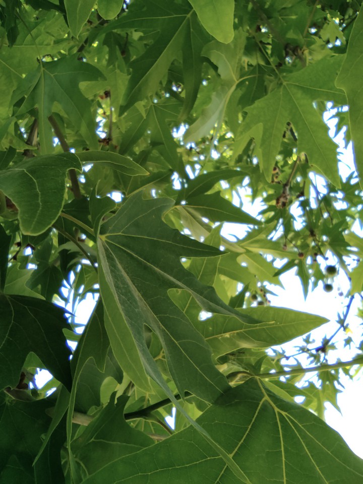 leaves