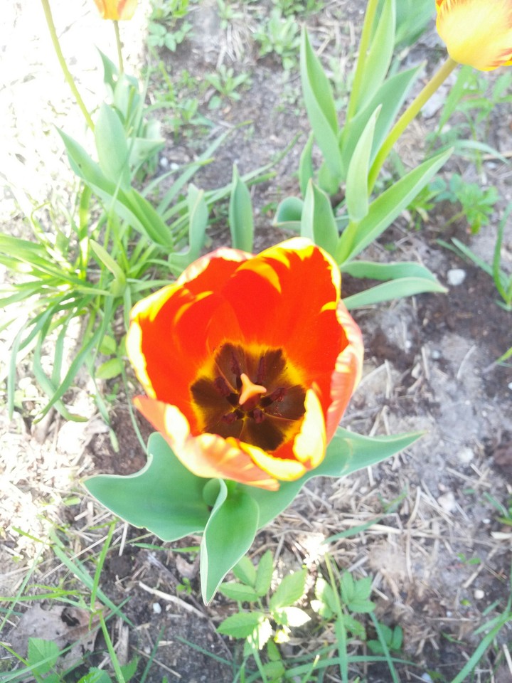Tulip