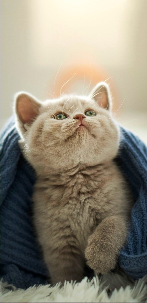 Cause Cat are❤