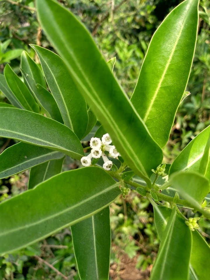 My click..