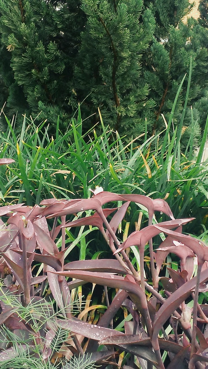 natureza floriante