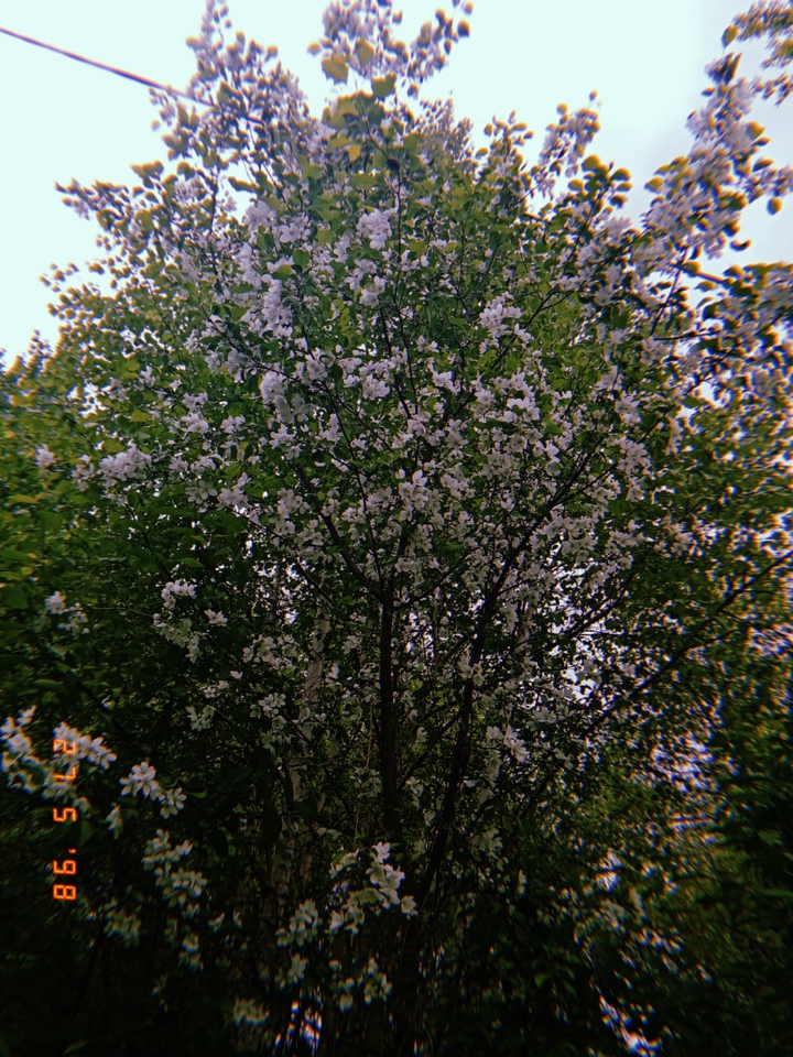 весна