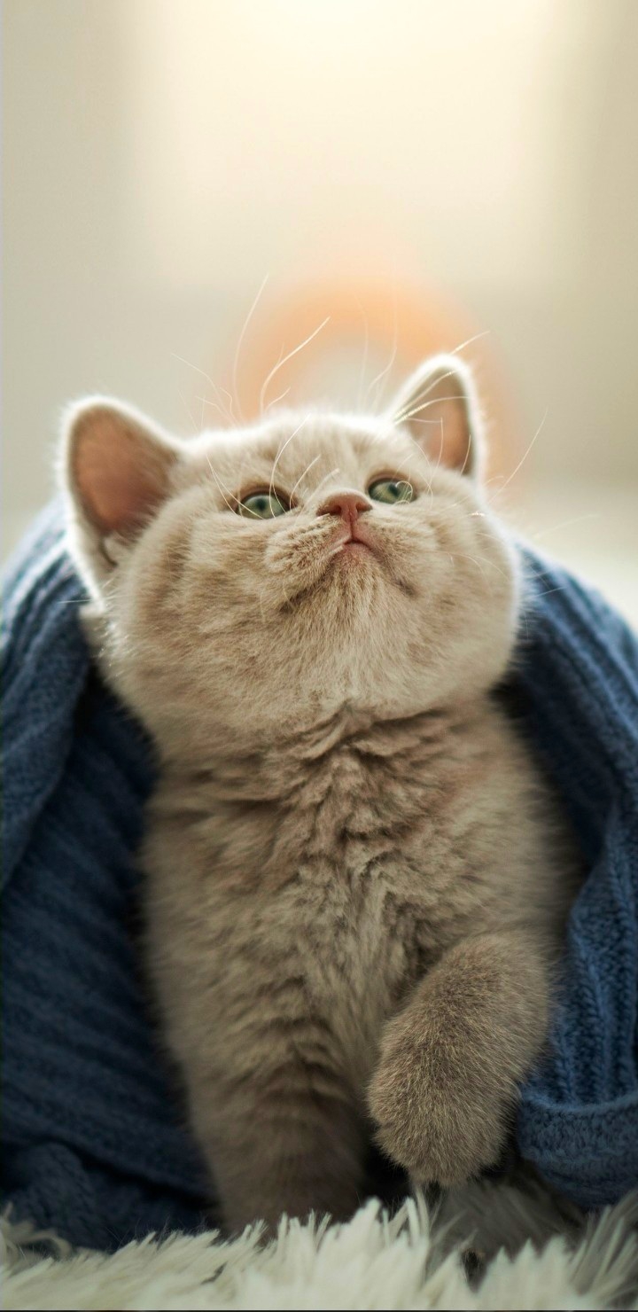 Cause Cat are❤