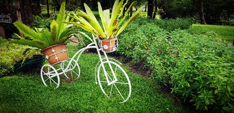 garden, Bangkok Thailand