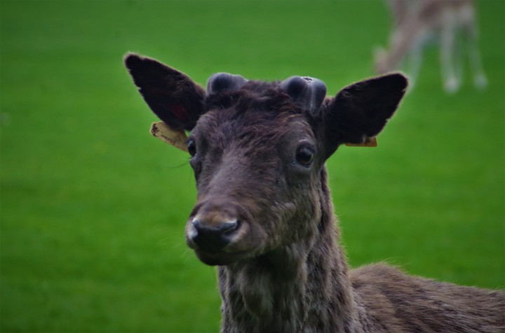 phoenixpark