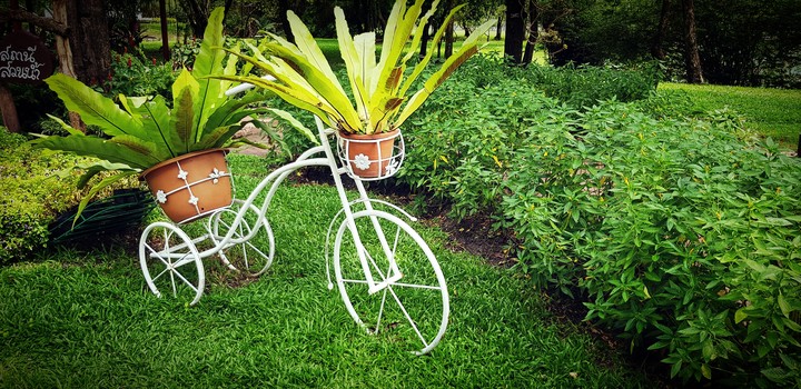 garden, Bangkok Thailand