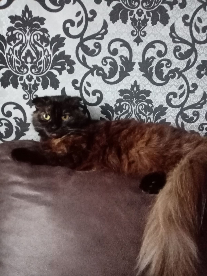 Simba