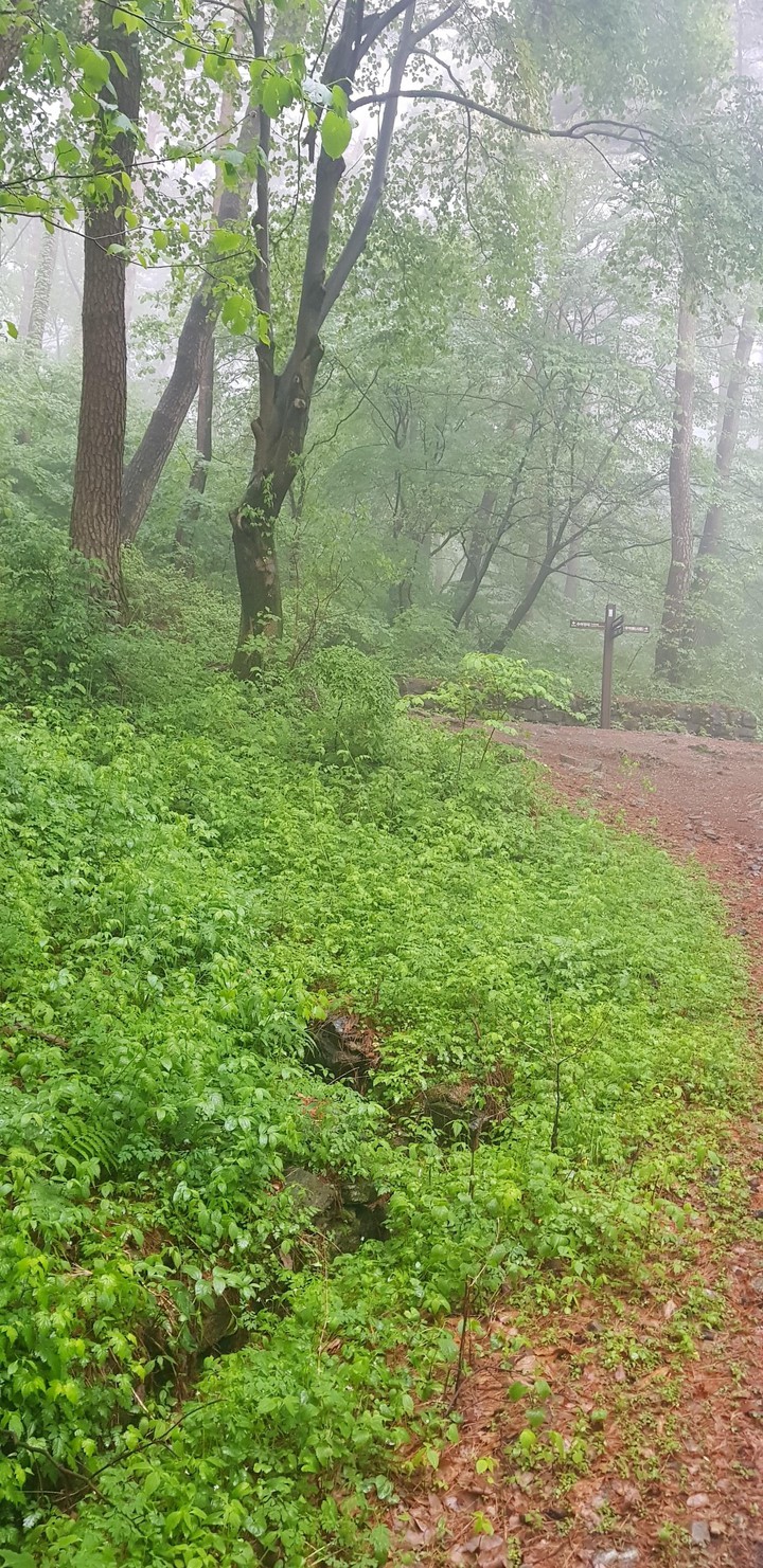 foggy path with greens