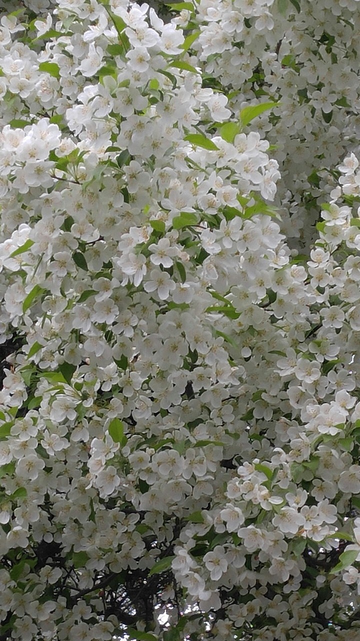 spring flowers