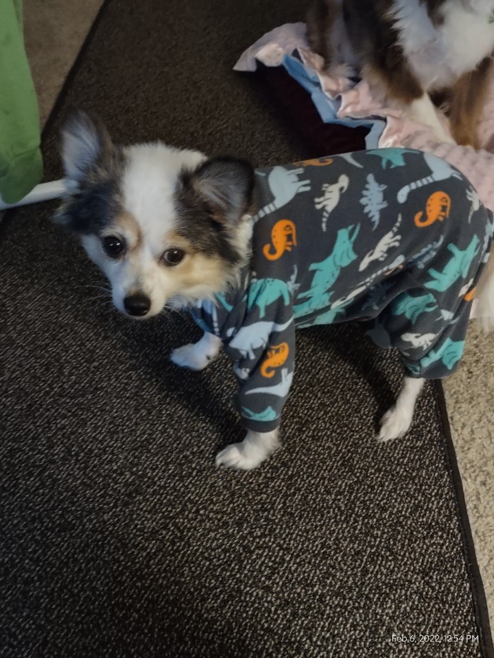 dog in pjs
