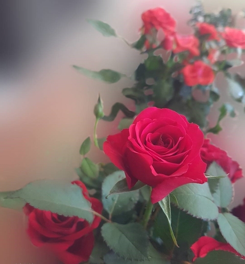 Roses.. Červená růže