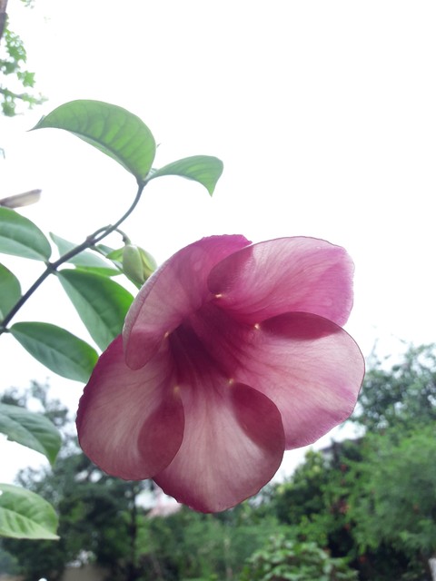 good morning
