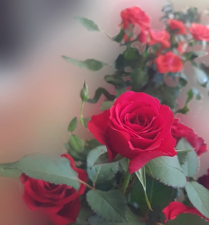 Roses.. Červená růže