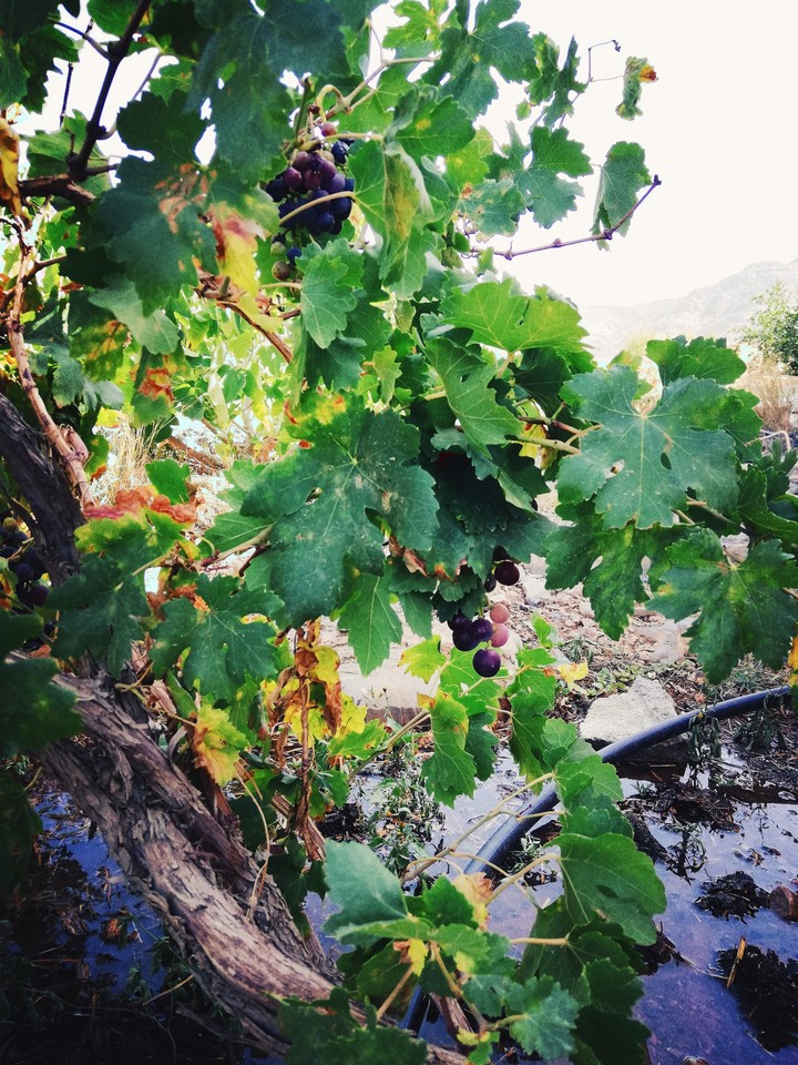 grape