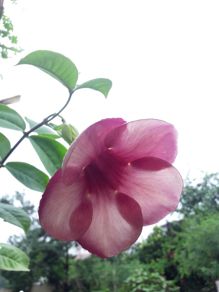 good morning