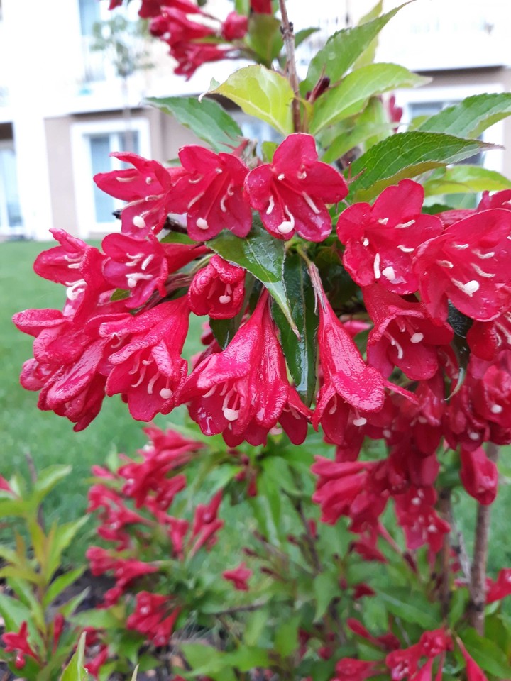 Rodhodendron