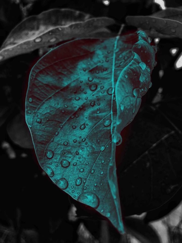 leafs