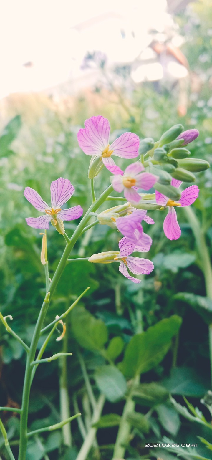 flower