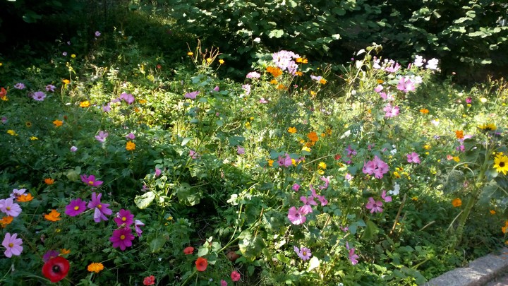 meadow