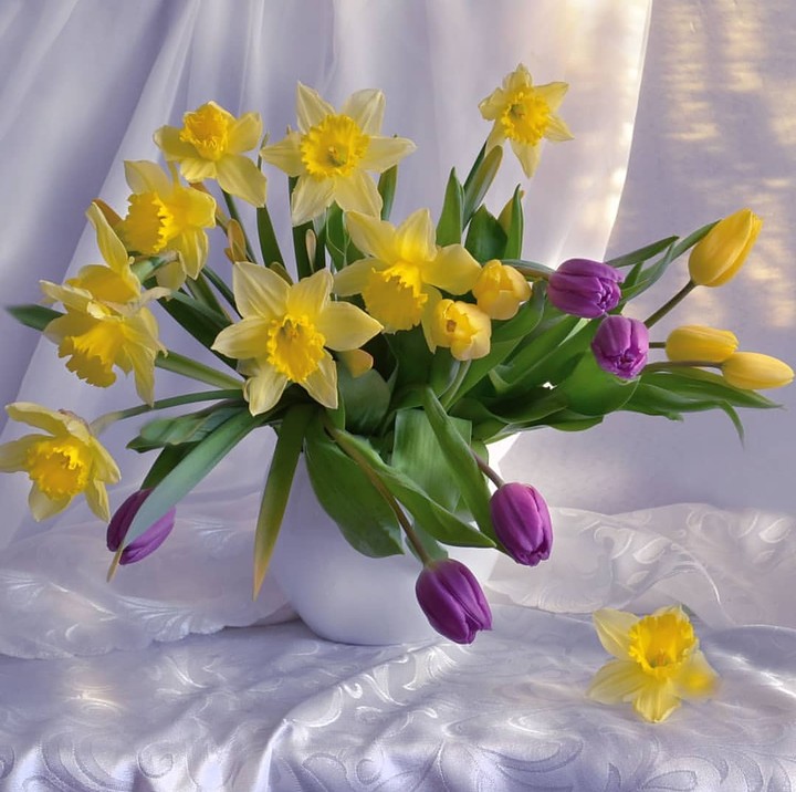 narcis & tulip