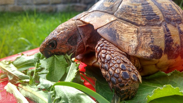 Turtle - Robin