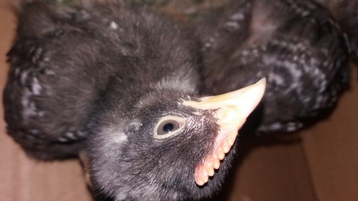 Animals Tavuk