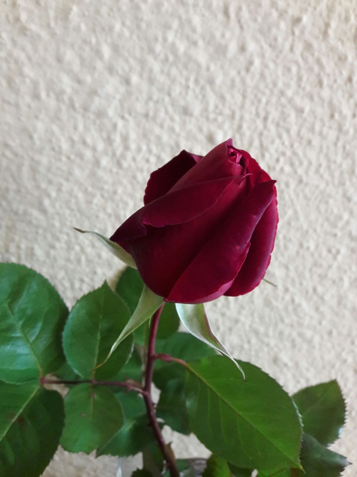 rose