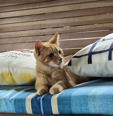 тапети Carnivore, felidae
