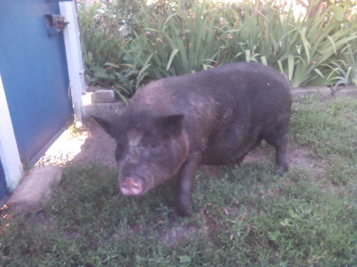 pig