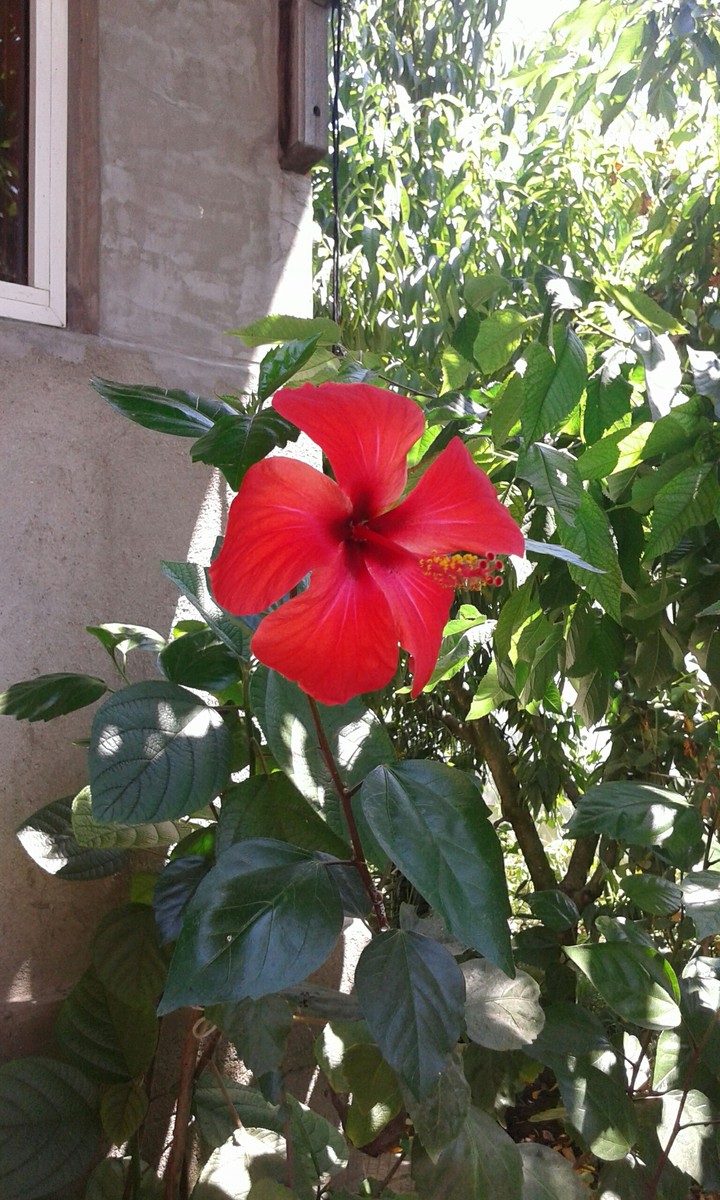 my flower