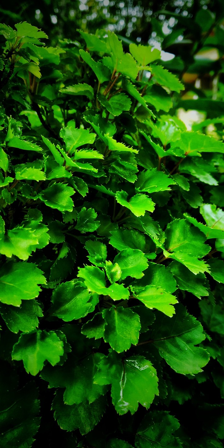 greeny